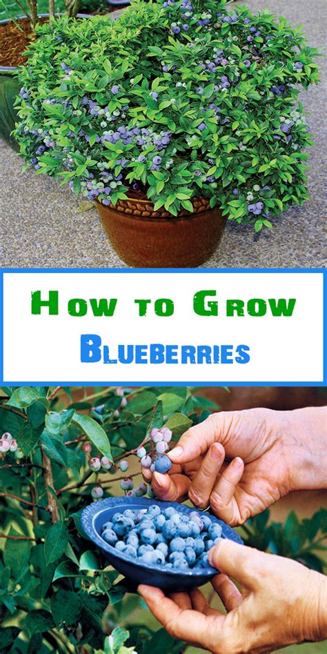 Avoid planting blueberries at the bottom of a slope or anywhere water is likely to pool (even slightly). Acidic Soil: All plants need the mineral iron to grow. Iron occurs naturally in soil. Most plants have ‘iron chelators’ to enable them to extract the iron that they need from the soil.